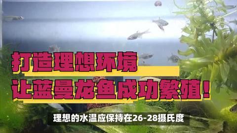 藍龍魚繁殖后如何照顧魚苗？