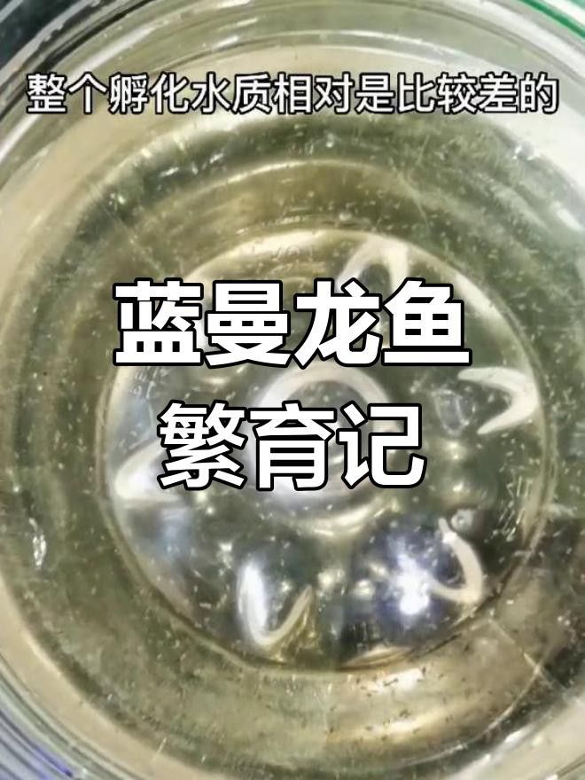 藍龍魚繁殖后如何照顧魚苗？
