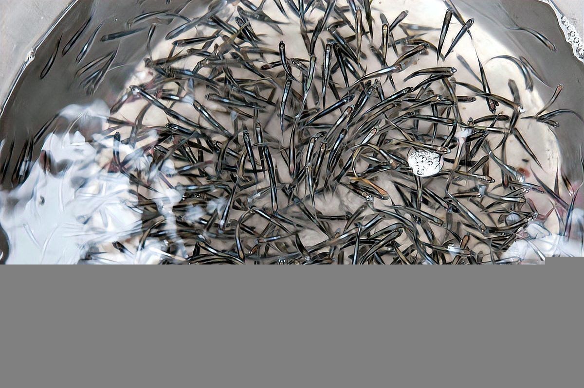 藍龍魚繁殖后如何照顧魚苗？