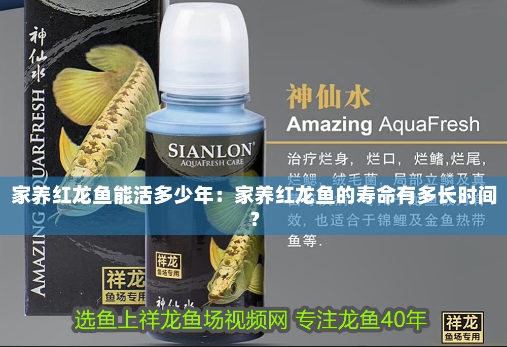 家養紅龍魚能活多少年：家養紅龍魚的壽命有多長時間？