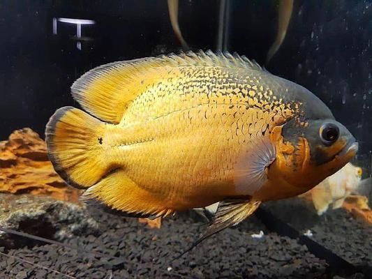 家養紅龍魚能活多少年：家養紅龍魚的壽命有多長時間？