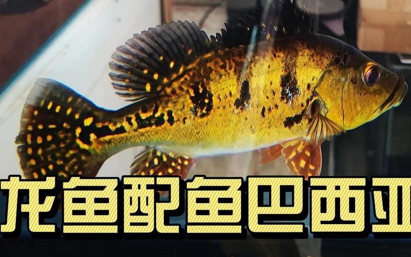 金龍魚和巴西亞混養視頻大全 金龍魚和巴西亞混養視頻大全 龍魚百科 第1張