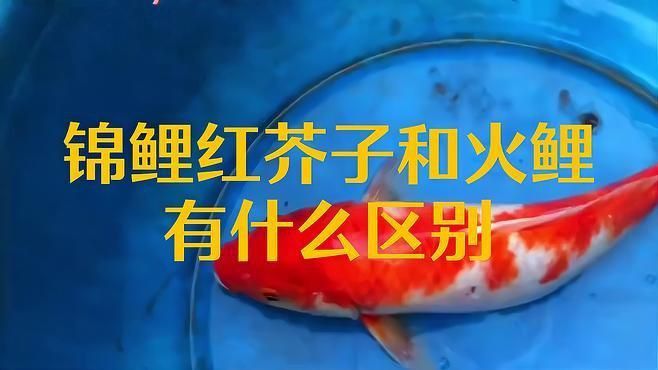 芥子錦鯉哪種顏色最好