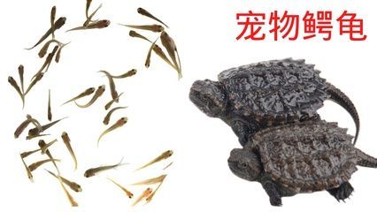 龍魚喂小魚仔有營養嗎：龍魚喂小魚仔是否具有營養