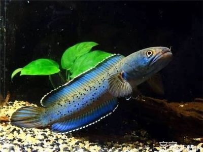 什么雷龍魚好養殖（適合初學者養殖的雷龍魚品種：紅白龍魚的養殖難度高）