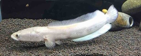 什么雷龍魚好養殖（適合初學者養殖的雷龍魚品種：紅白龍魚的養殖難度高）