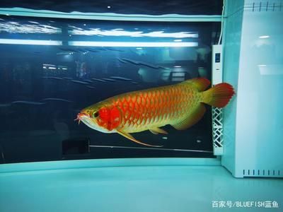 龍魚莫名其妙撞缸怎么回事