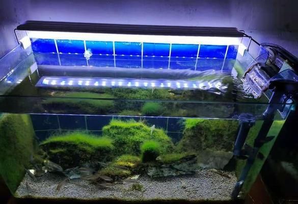 過背金龍魚用什么顏色的燈（過背金龍魚適合的顏色燈光）