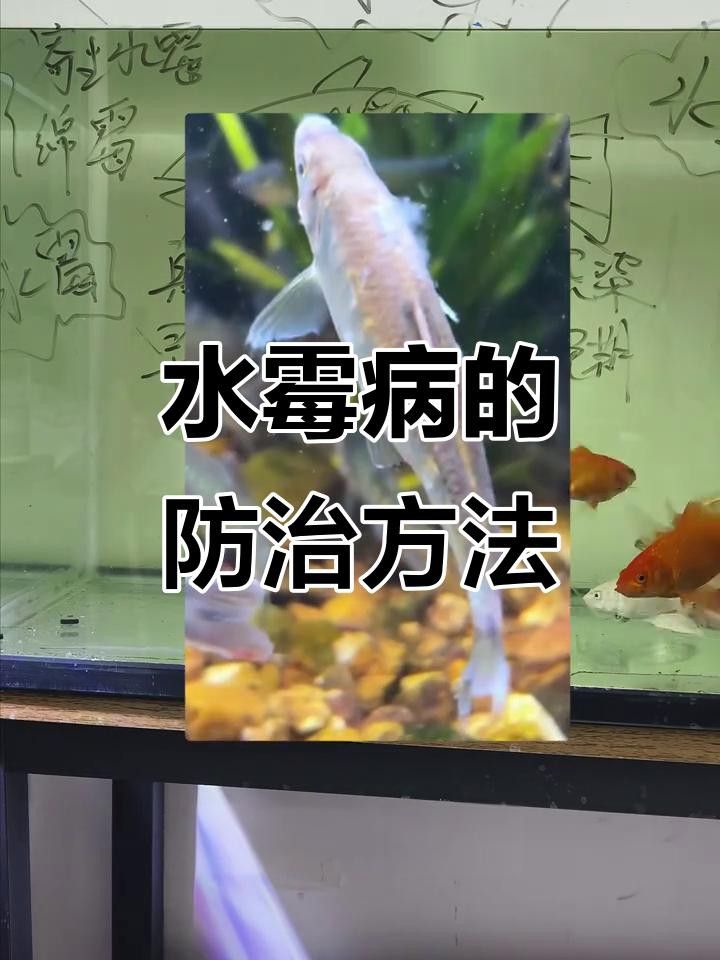 如何判斷龍魚是否得了水霉??？