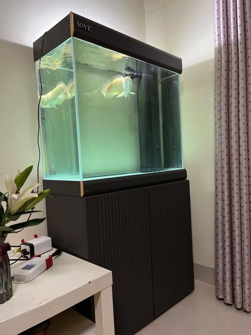 龍魚缸與家具搭配圖片