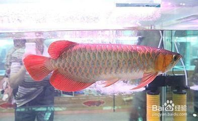 金龍魚用什么顏色的魚缸最好：金龍魚的最佳魚缸顏色 金龍魚用什么顏色的魚缸最好：金龍魚的最佳魚缸顏色 龍魚百科 第2張