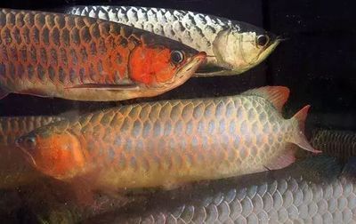 35厘米寬的魚缸可以養(yǎng)龍魚嗎（35厘米寬的魚缸能養(yǎng)龍嗎360問答2.2