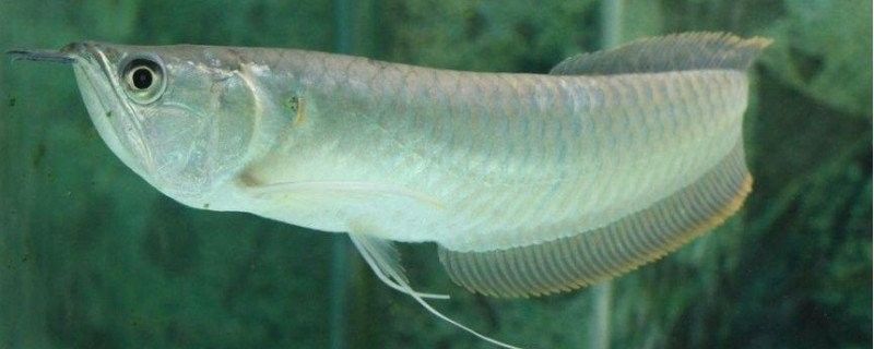 龍魚白膜病一般多久能好？