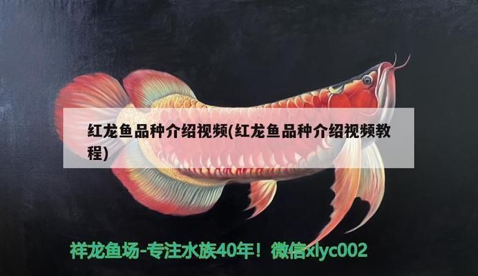 龍魚(yú)的tds指標(biāo)：tds值對(duì)于養(yǎng)殖龍魚(yú)的重要性以及如何管理和維持tds值