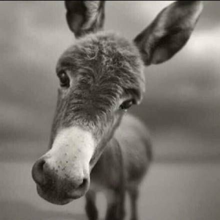 錦鯉比喻什么人 錦鯉比喻什么人 龍魚百科 第4張