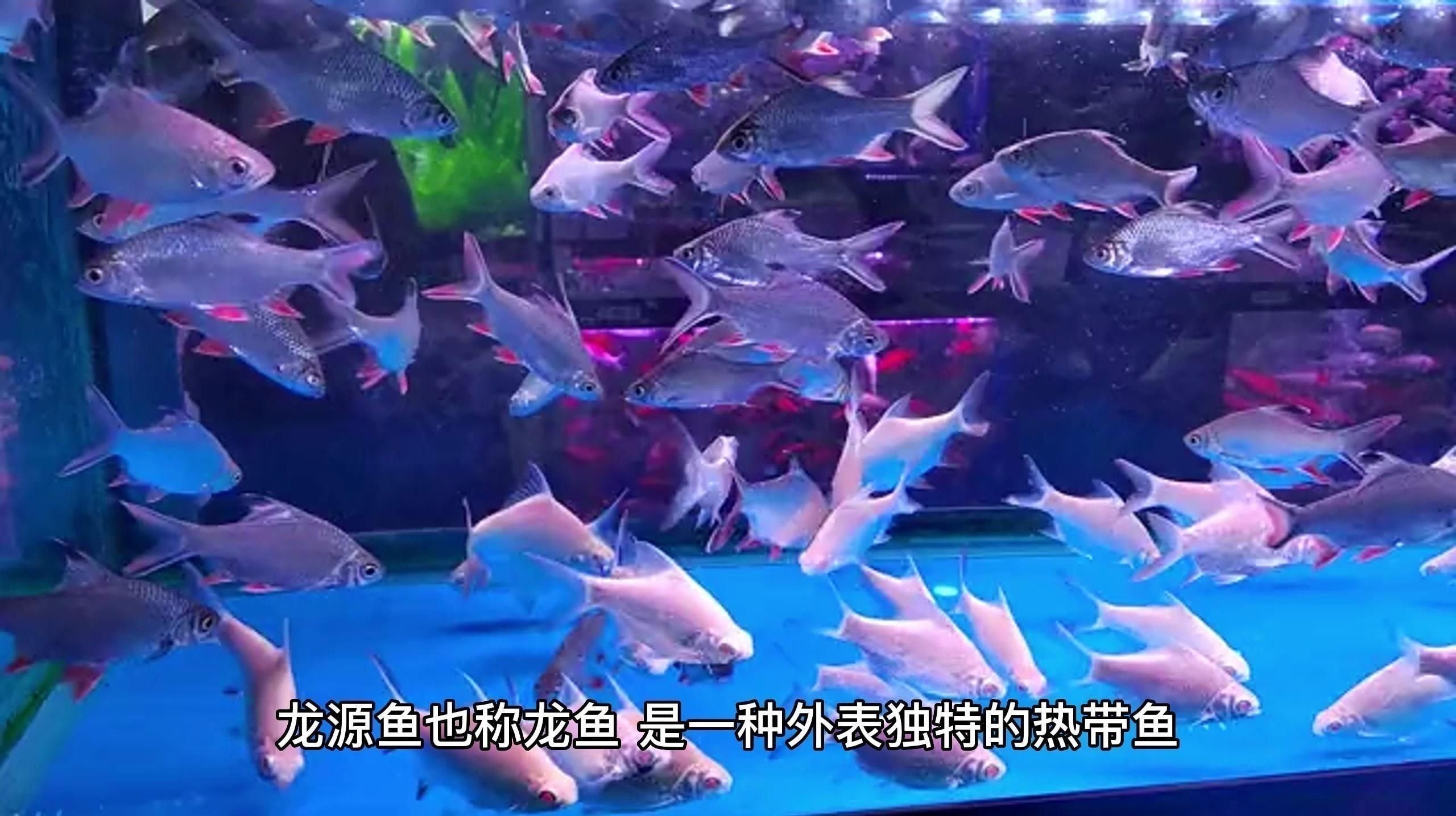 龍源魚