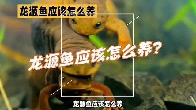 龍源魚