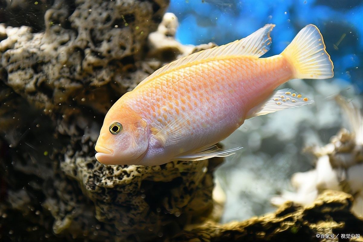 龍魚到家多久喂食