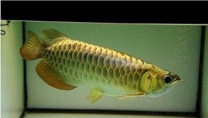 藍(lán)底金龍魚好不好釣魚：藍(lán)底金龍魚好不好釣魚呢？