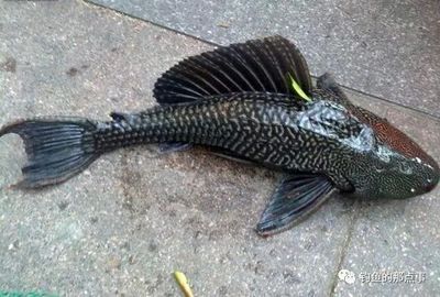藍(lán)底金龍魚好不好釣魚：藍(lán)底金龍魚好不好釣魚呢？