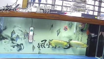 賣龍魚取一個店名可以嗎：賣龍魚的店鋪取名“龍騰魚躍”可以嗎？