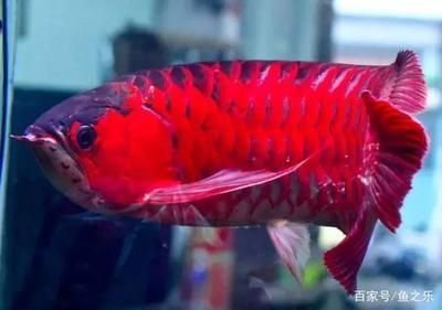 辣椒紅龍和超血紅龍的區別：超血紅龍和辣椒紅龍有什么區別？ 辣椒紅龍和超血紅龍的區別：超血紅龍和辣椒紅龍有什么區別？ 龍魚百科 第3張