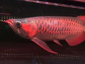 紅龍魚人工輔助繁殖技術：紅龍魚人工輔助繁殖技術的基本原理 紅龍魚人工輔助繁殖技術：紅龍魚人工輔助繁殖技術的基本原理 龍魚百科 第1張