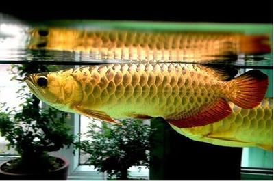 金龍魚成魚多長時間喂食：金龍魚成魚的喂食頻率