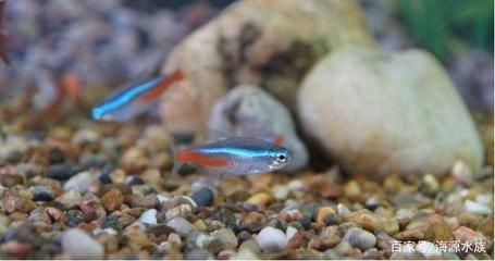 馬來西亞龍魚繁殖場在哪里有：馬來西亞龍魚繁殖場在哪里有？探尋亞洲龍魚之都的養殖基地