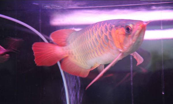 龍魚養殖：龍魚養殖方法 龍魚養殖：龍魚養殖方法 龍魚百科 第5張