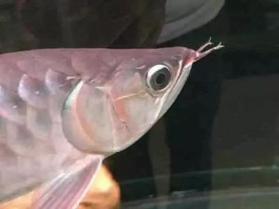 龍魚胡須斷了一半：龍魚的胡須斷了一半怎么辦