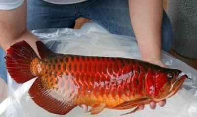 紅龍魚在哪里買便宜點：如何挑選紅龍魚 紅龍魚在哪里買便宜點：如何挑選紅龍魚 龍魚百科 第2張