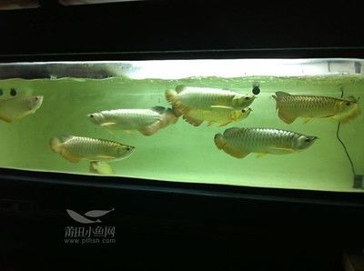 家庭金龍魚養幾條合適（金龍魚養幾條最好，怎么養） 家庭金龍魚養幾條合適（金龍魚養幾條最好，怎么養） 龍魚百科 第3張