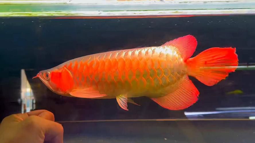 赤血紅龍魚圖片高清大圖 赤血紅龍魚圖片高清大圖 龍魚百科 第15張