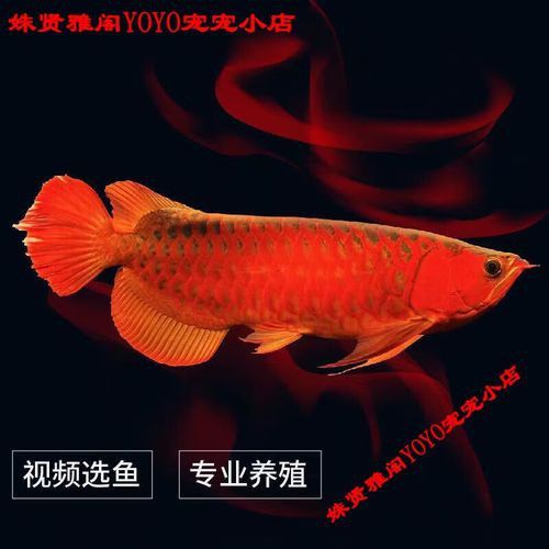 赤血紅龍魚圖片高清大圖 赤血紅龍魚圖片高清大圖 龍魚百科 第30張