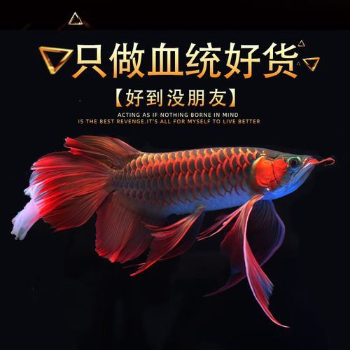 赤血紅龍魚圖片高清大圖 赤血紅龍魚圖片高清大圖 龍魚百科 第29張