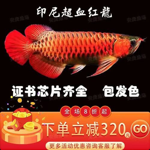 赤血紅龍魚圖片高清大圖 赤血紅龍魚圖片高清大圖 龍魚百科 第33張