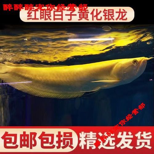 赤血紅龍魚圖片高清大圖 赤血紅龍魚圖片高清大圖 龍魚百科 第39張