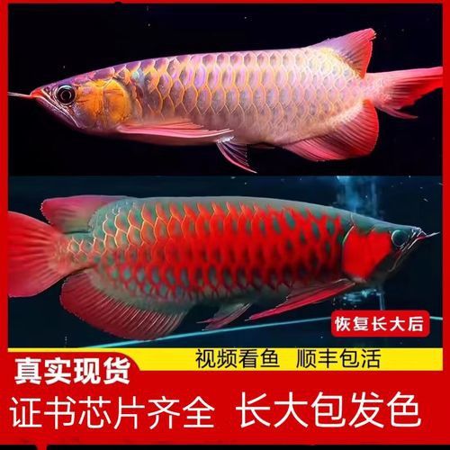 赤血紅龍魚圖片高清大圖 赤血紅龍魚圖片高清大圖 龍魚百科 第37張