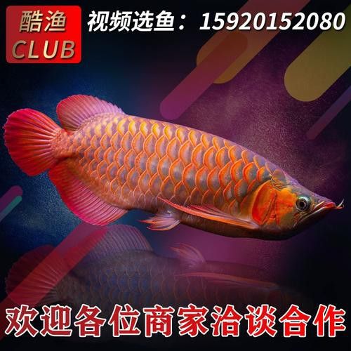 赤血紅龍魚圖片高清大圖 赤血紅龍魚圖片高清大圖 龍魚百科 第40張