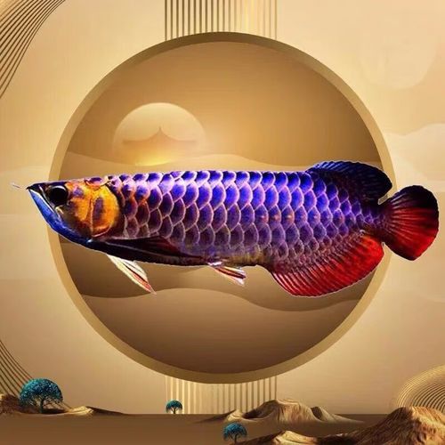 赤血紅龍魚圖片高清大圖 赤血紅龍魚圖片高清大圖 龍魚百科 第46張