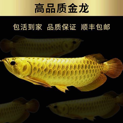 赤血紅龍魚圖片高清大圖 赤血紅龍魚圖片高清大圖 龍魚百科 第48張