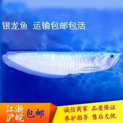 龍魚是淡水魚：龍魚是一種淡水魚———龍魚 龍魚是淡水魚：龍魚是一種淡水魚———龍魚 龍魚百科 第4張