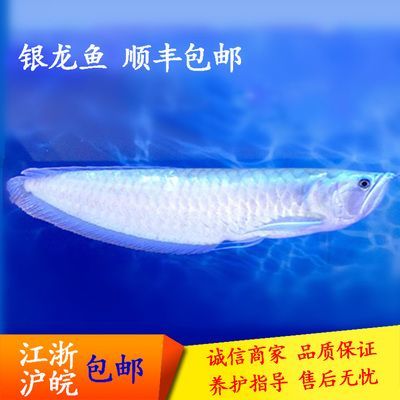 龍魚是淡水魚：龍魚是一種淡水魚———龍魚 龍魚是淡水魚：龍魚是一種淡水魚———龍魚 龍魚百科 第3張