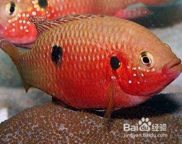 龍魚發色時間多久正常：龍魚發色時間的正常范圍因品種而異