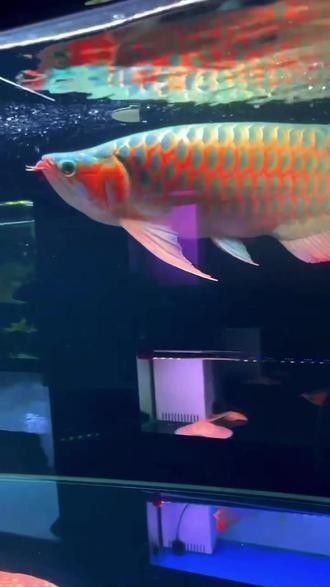 龍魚(yú)里面的戰(zhàn)車(chē)指的什么