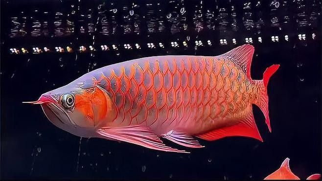 龍魚(yú)里面的戰(zhàn)車(chē)指的什么