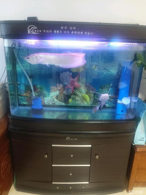 白子黃化銀龍魚要多大缸