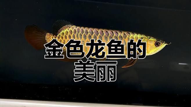 黃金龍魚價格258萬