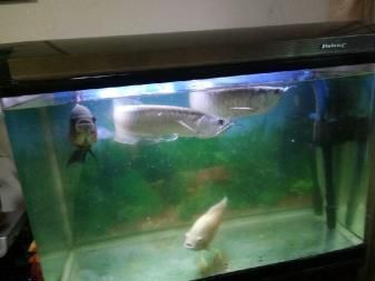 銀龍魚敢咬地圖魚嗎（銀龍魚和地圖魚在某些條件下可能會發生攻擊行為）